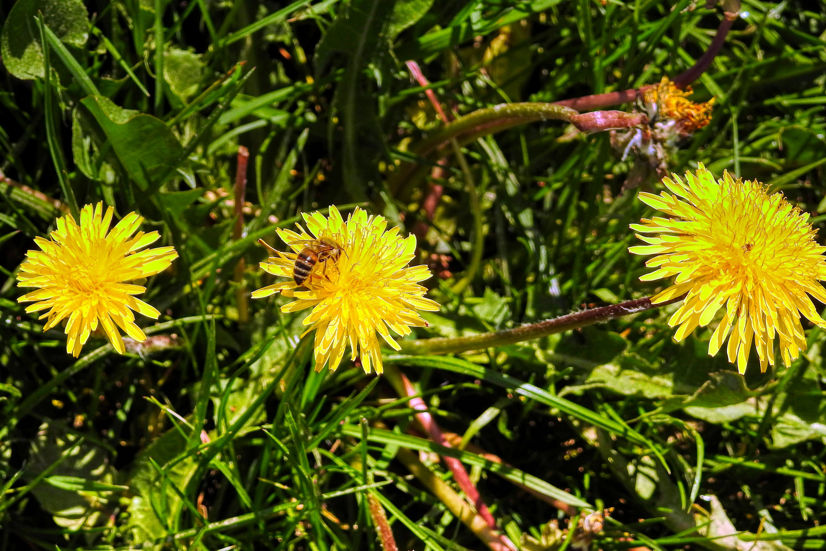 Bienenfutter