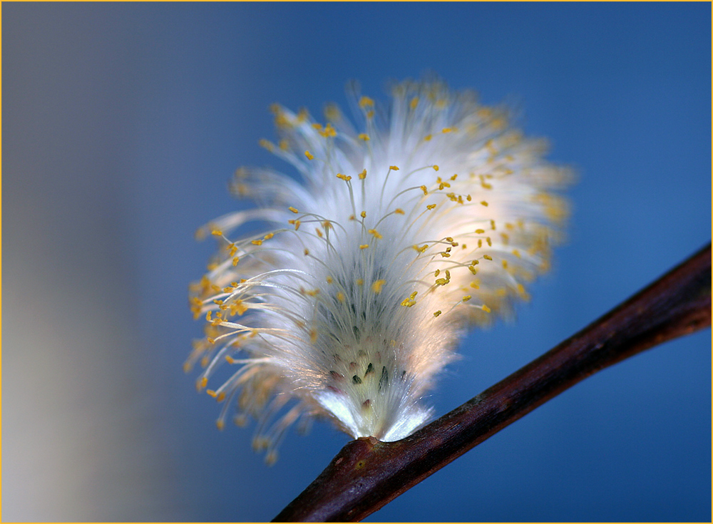 Bienenfutter