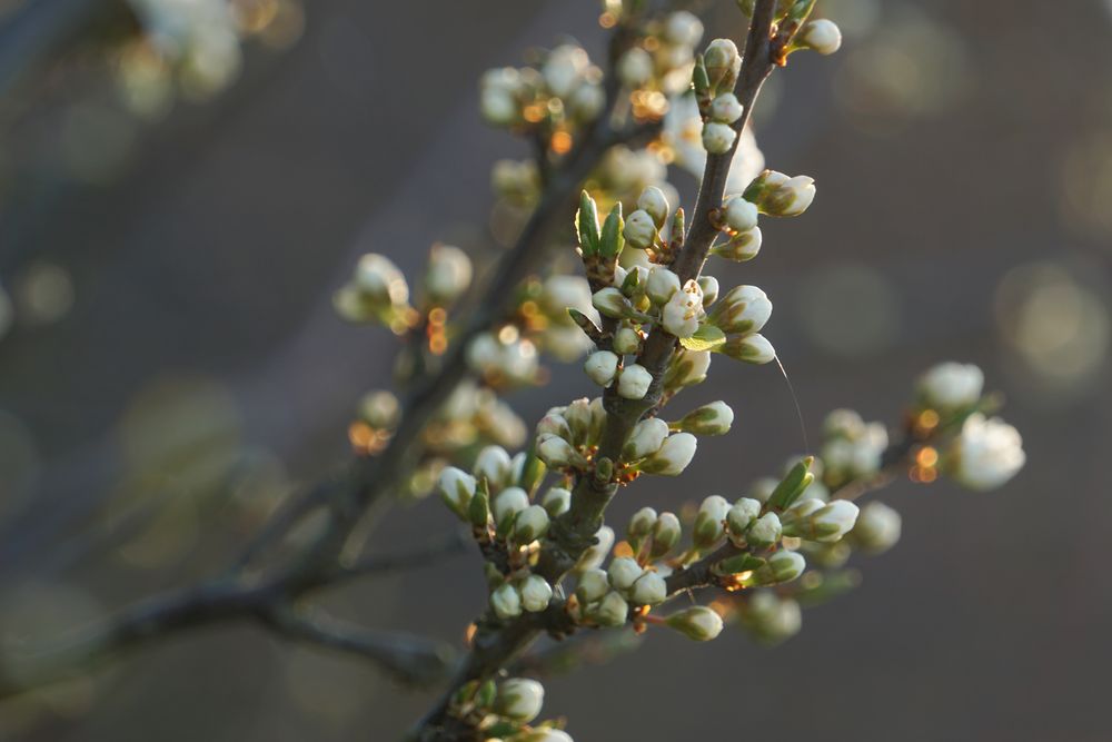 Bienenfutter