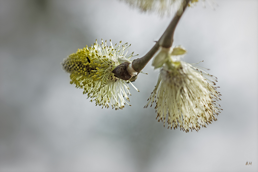 Bienenfutter