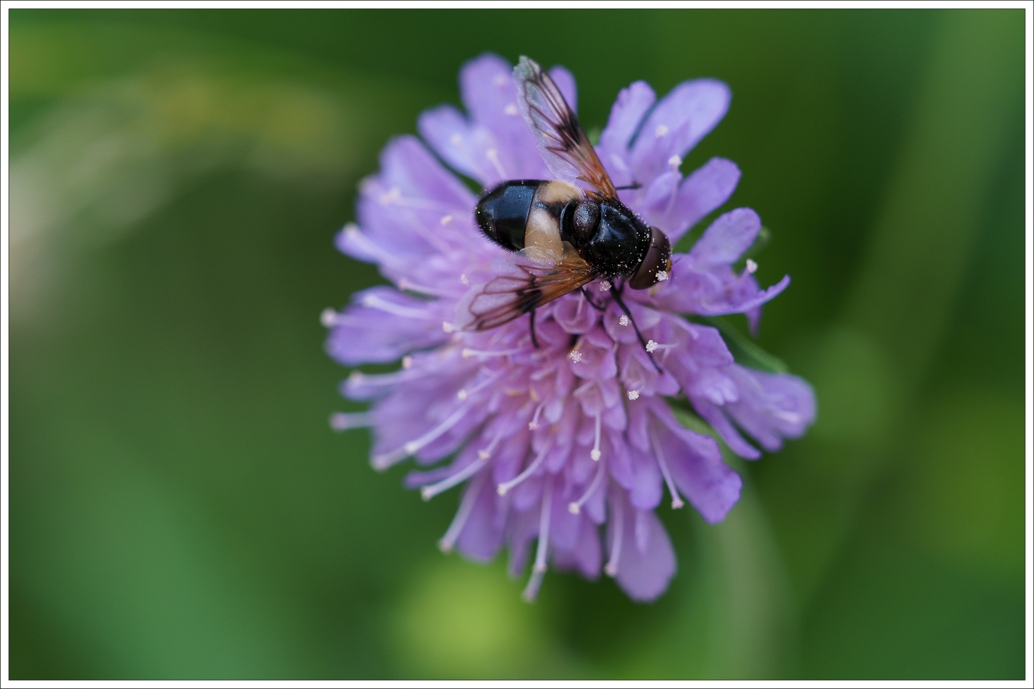 Bienenfutter