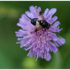 Bienenfutter