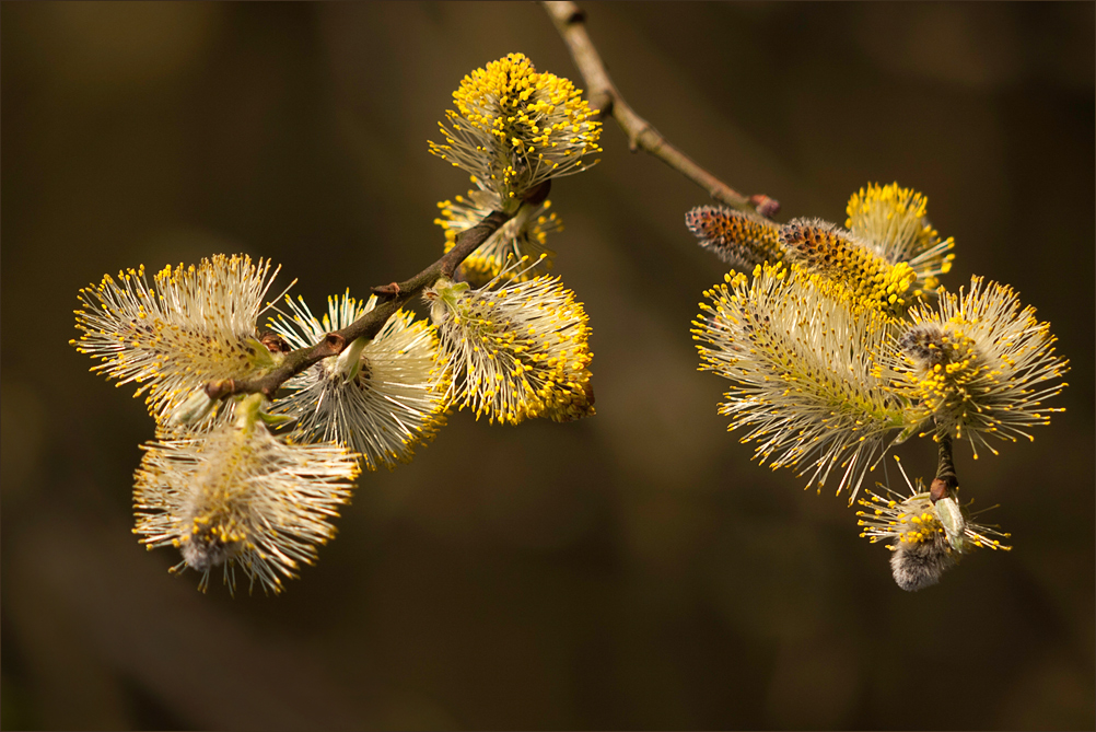 Bienenfutter