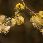 Bienenfutter