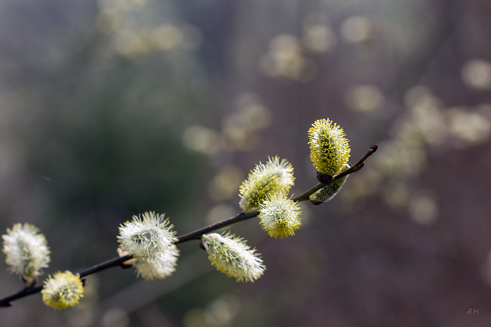 Bienenfutter