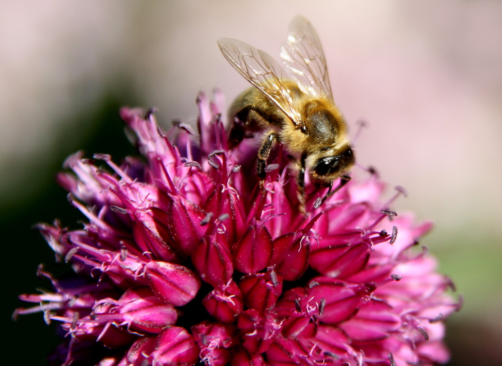 Bienenfutter