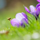 Bienenfutter im Krokusinneren