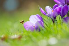 Bienenfutter im Krokusinneren