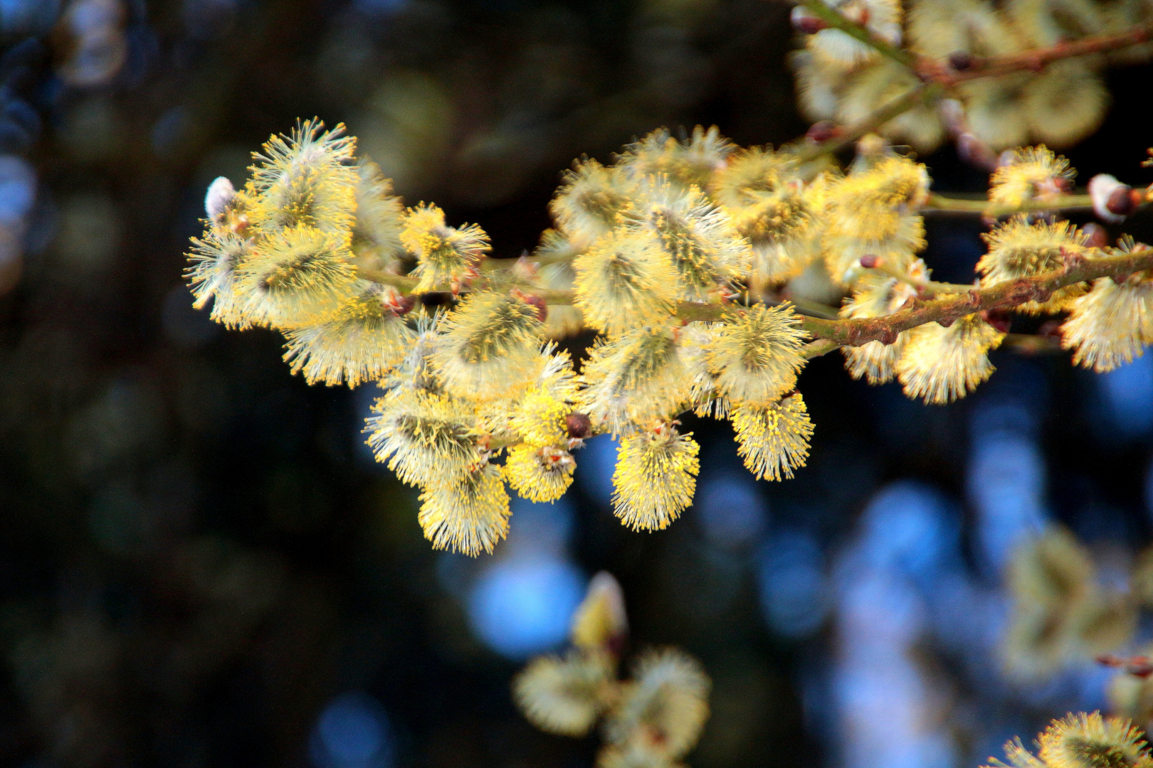 Bienenfutter im zeitigen Frühling