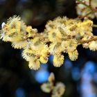 Bienenfutter im zeitigen Frühling