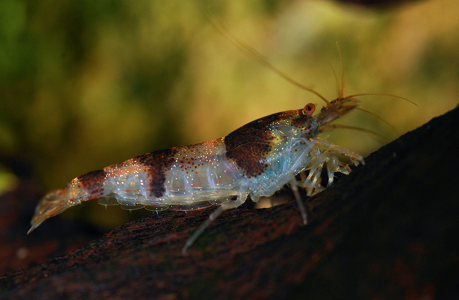 Bienengarnele (Caridina cf. cantonensis)