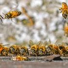 Bienengesummse