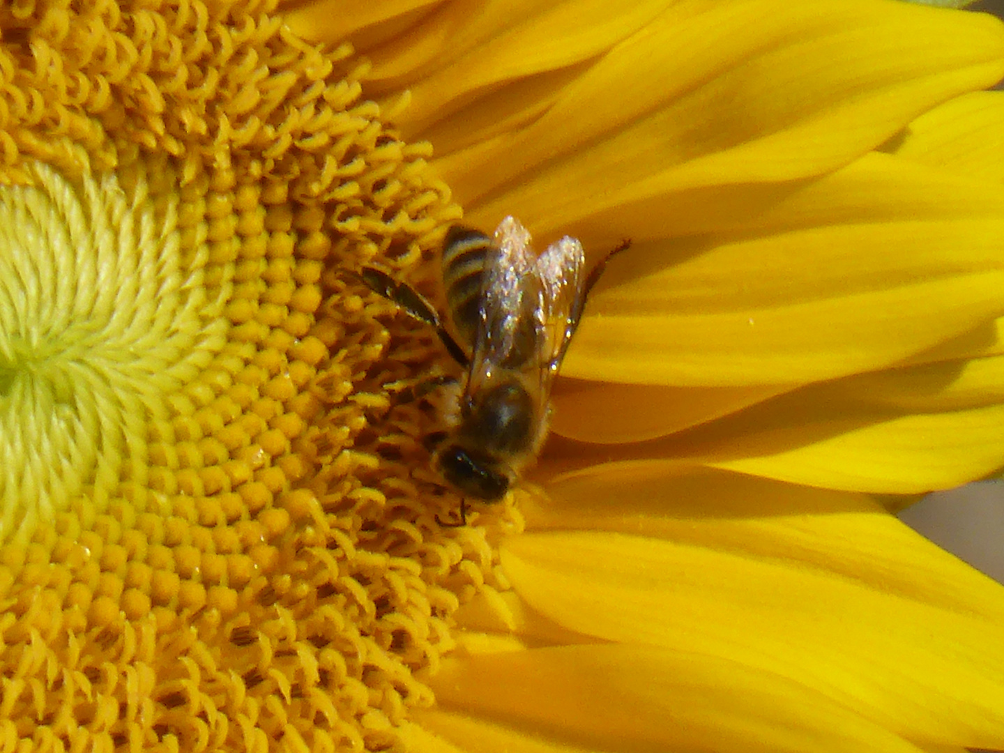 Bienenglück im Spätsommer