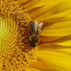 Bienenglück im Spätsommer