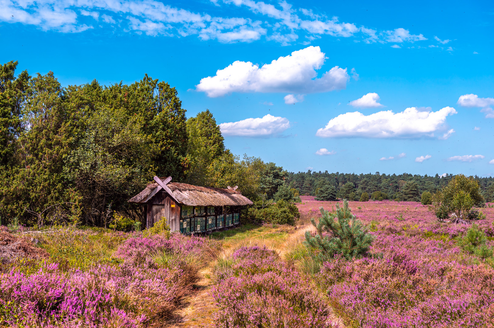 Bienenhaus in der Lüneburger Heide