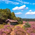 Bienenhaus in der Lüneburger Heide