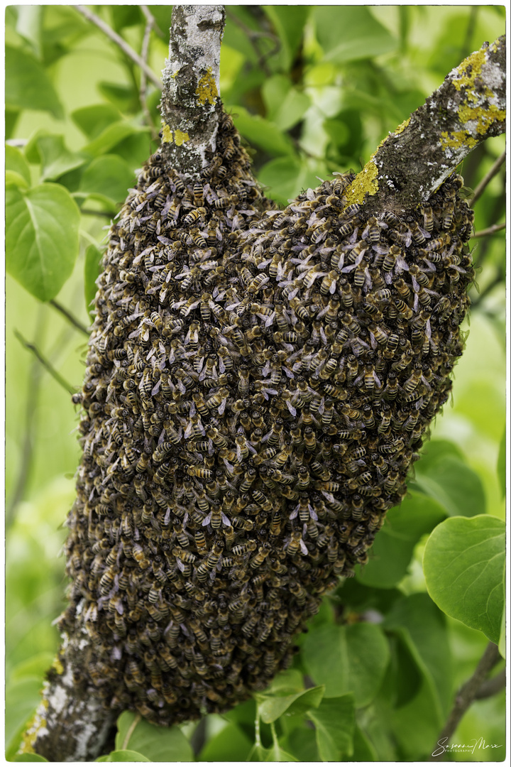 Bienenherz