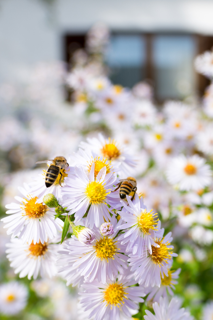 Bienenhiterteil im Doppelpack