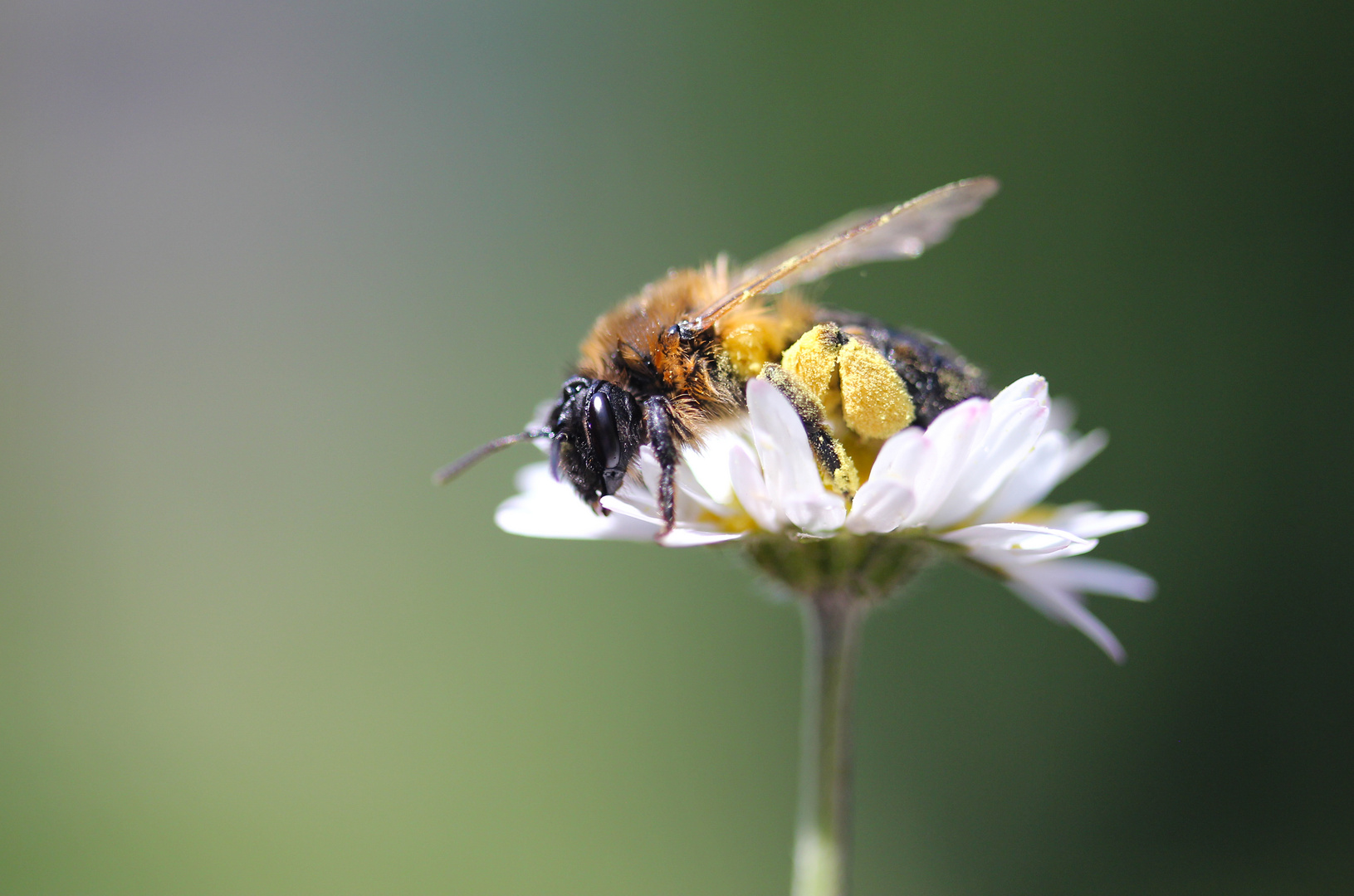                        Bienenhochbett