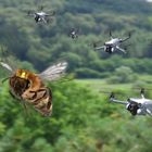 Bienenhochzeit mit Drohnenflug