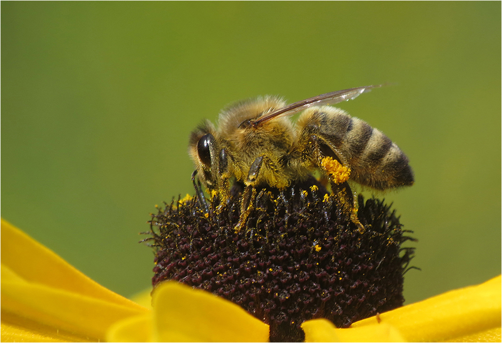 Bienenhonig...