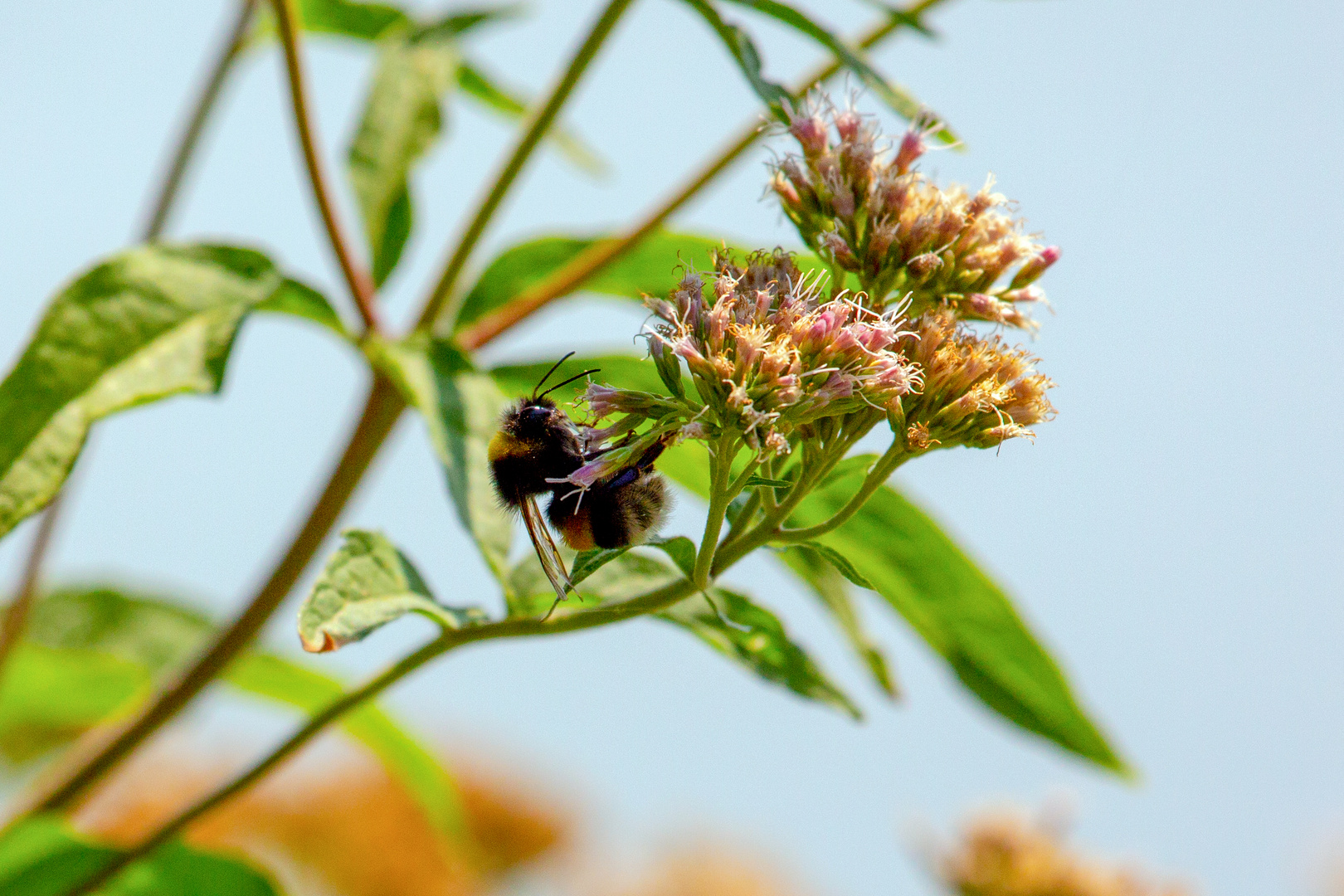 Bienen/Hummeln und Blüten - eine bedeutsame Symbiose