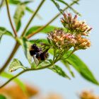 Bienen/Hummeln und Blüten - eine bedeutsame Symbiose