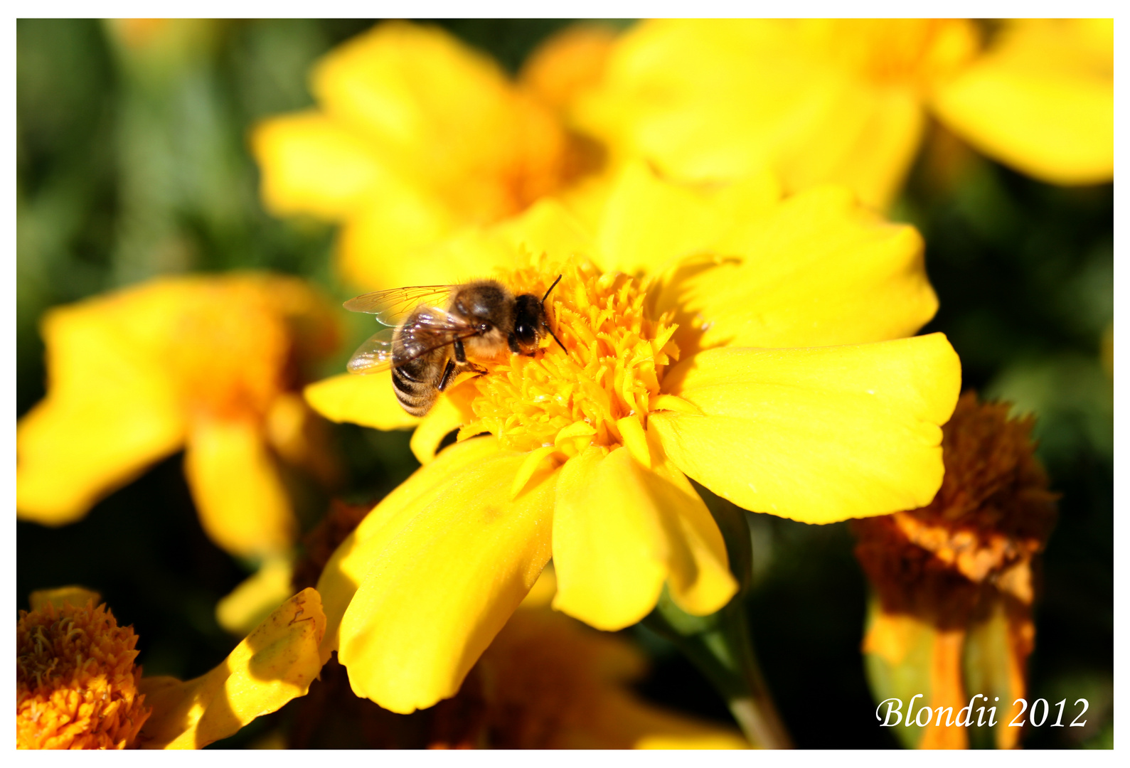 Bienenhunger