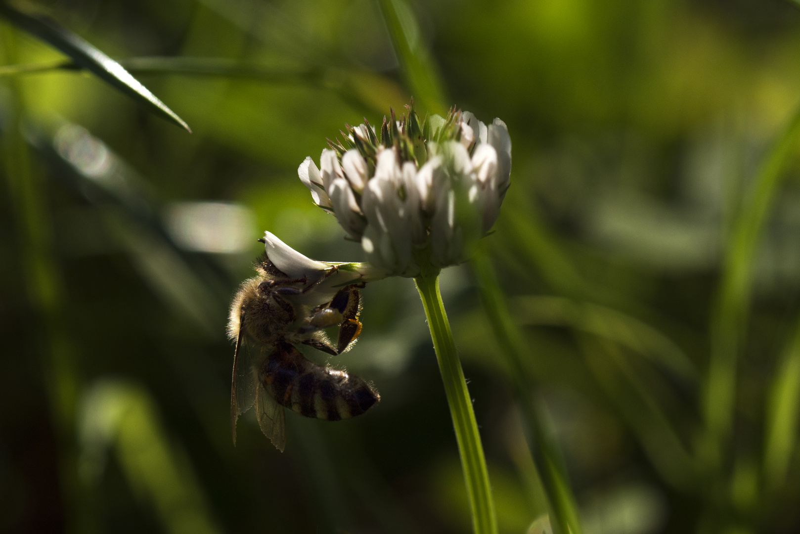 Bienenhunger