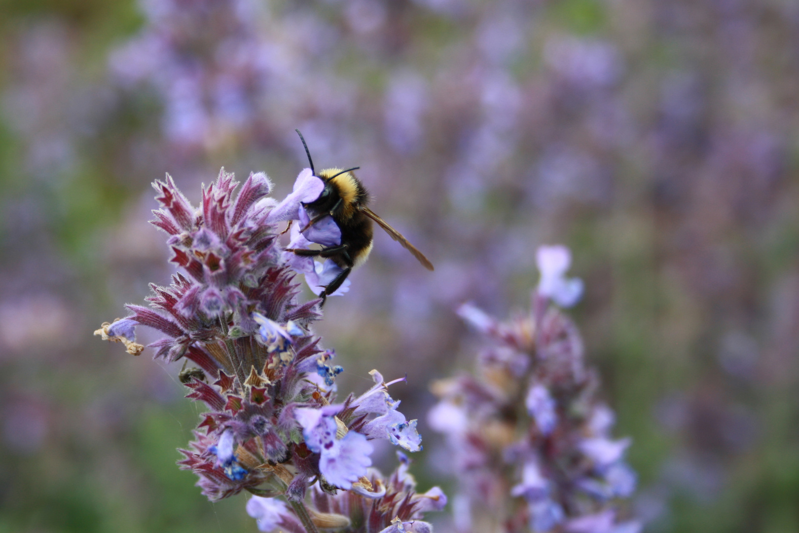 Bienenhunger