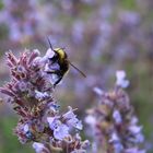 Bienenhunger