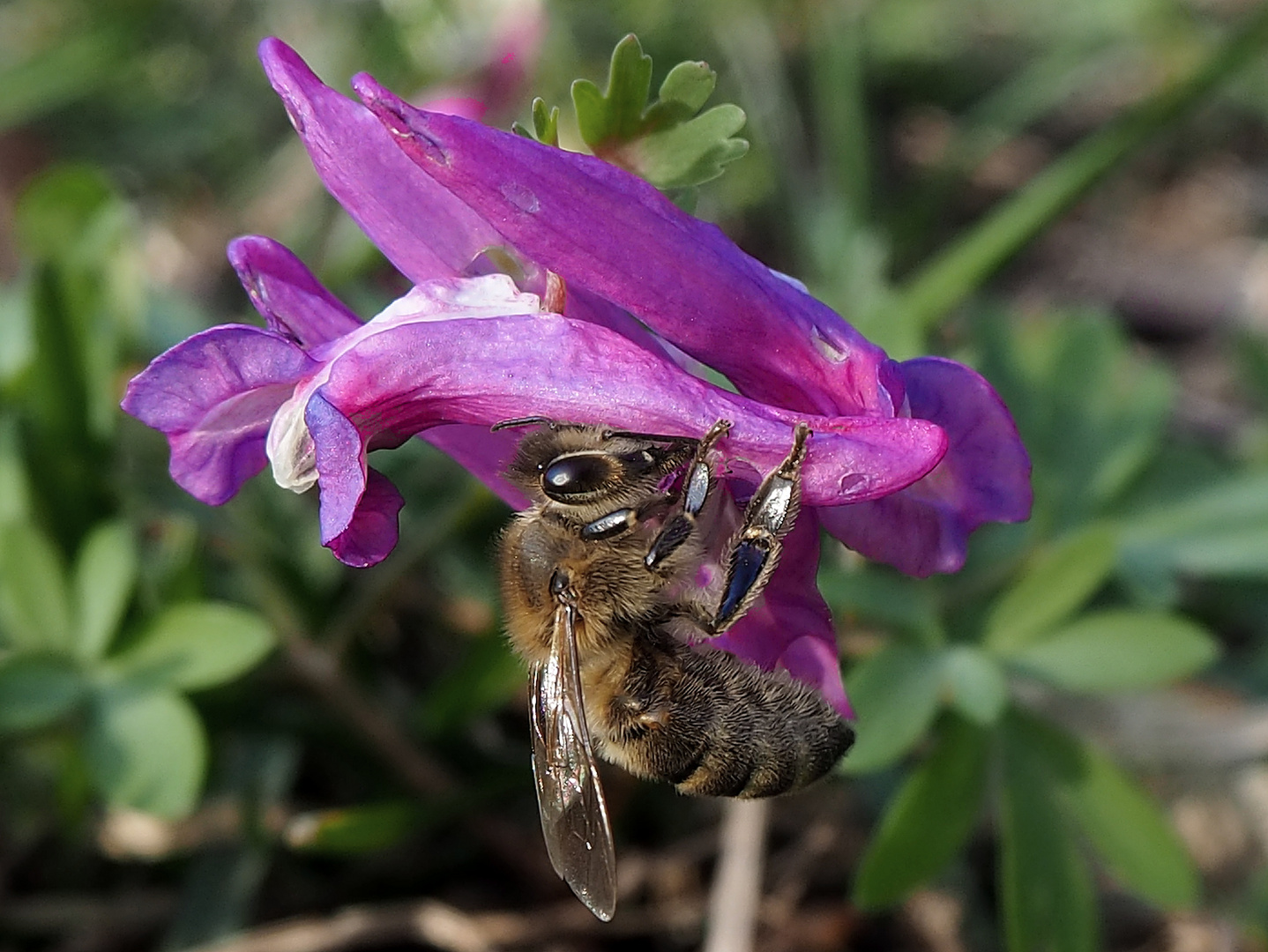 Bienenhunger