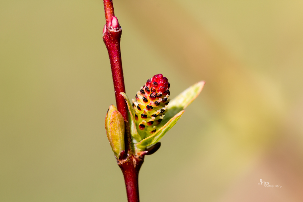 Bienenimbiss