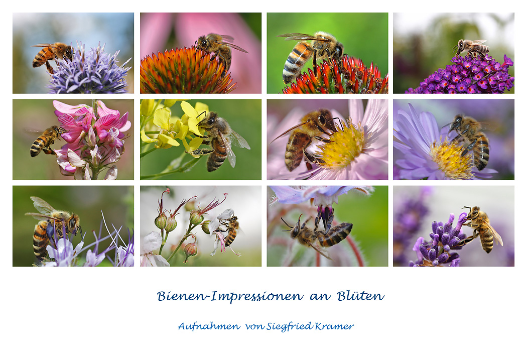 Bienenimpressionen an Blüten