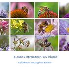 Bienenimpressionen an Blüten