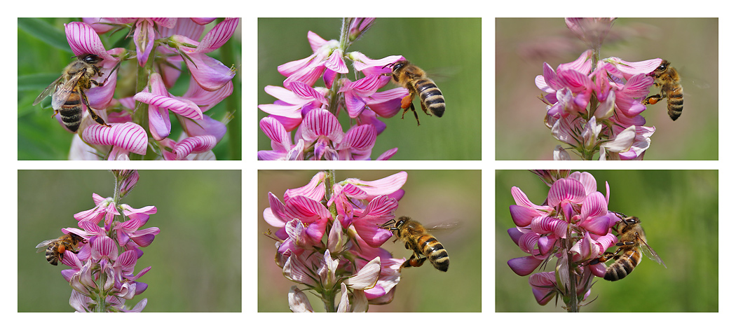 Bienenimpressionen an der Blüte
