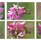 Bienenimpressionen an der Blüte