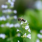 Bienen_in_unserem_Garten_2