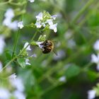 Bienen_in_unserem_Garten_3