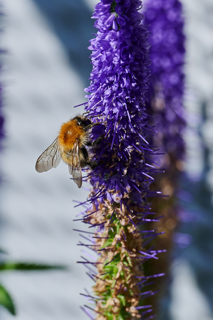 Bienenjagd 1