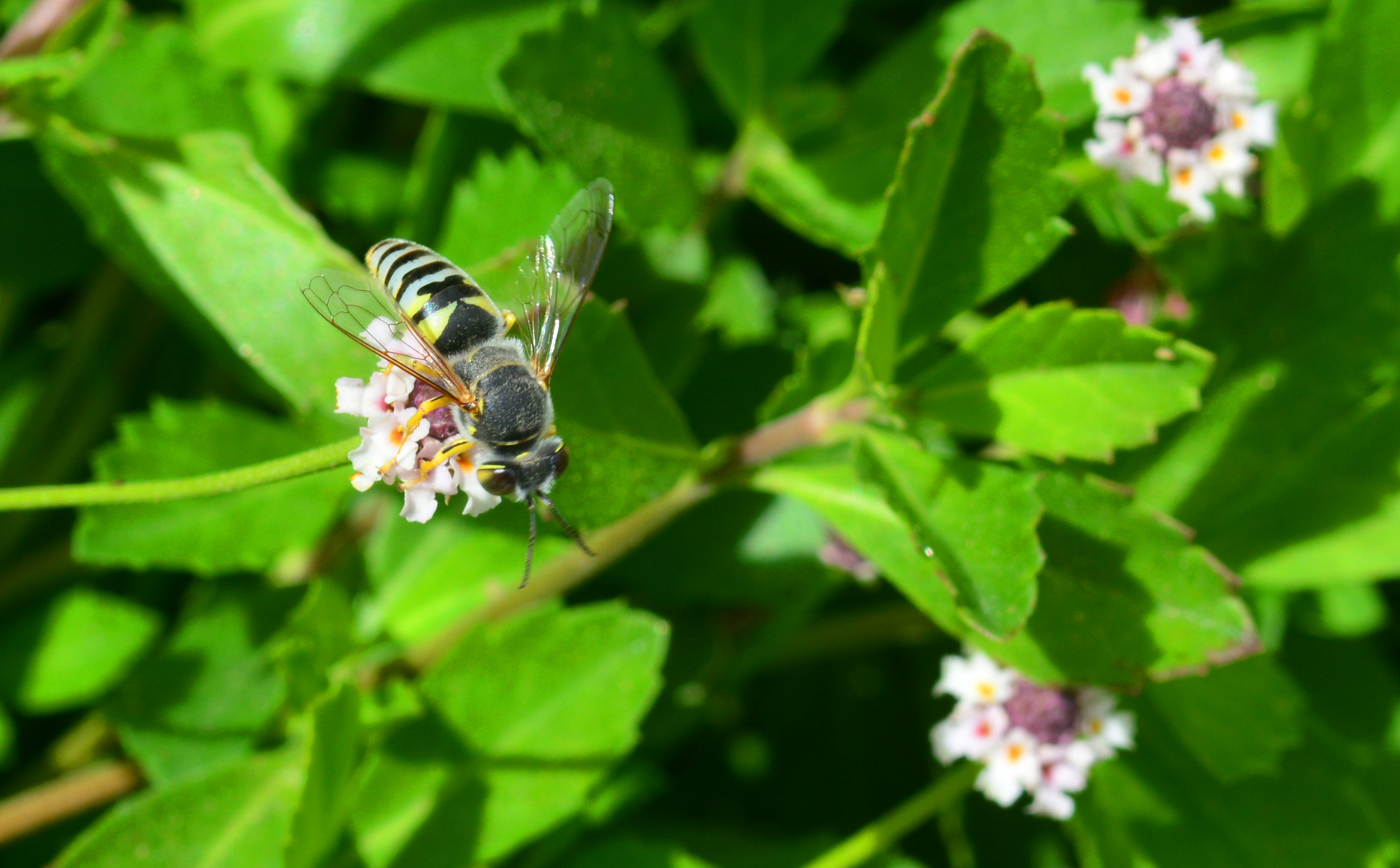 Bienenjagd im Bodendecker