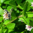 Bienenjagd im Bodendecker