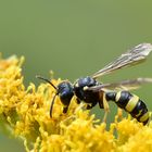 Bienenjagende Knotenwespe