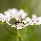 Bienenjagende Knotenwespe