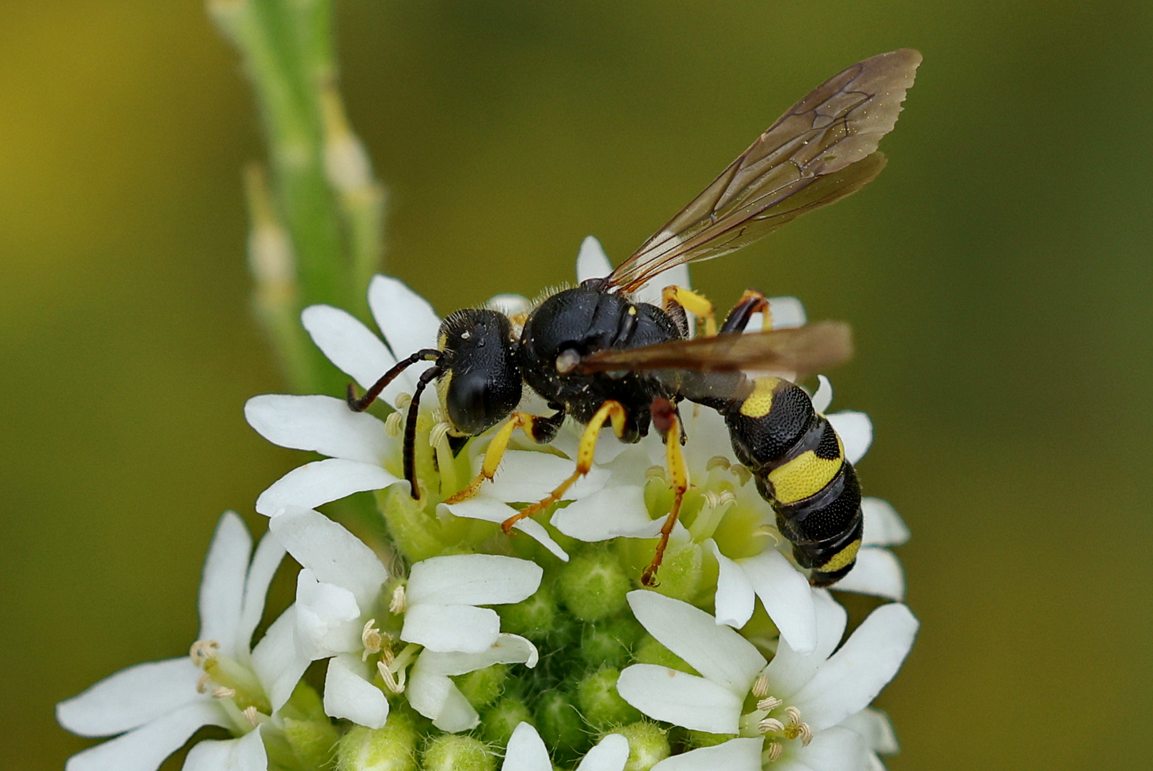 Bienenjagende Knotenwespe 