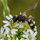 Bienenjagende Knotenwespe 