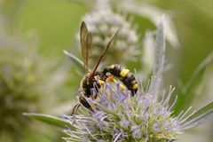 Bienenjagende Knotenwespe