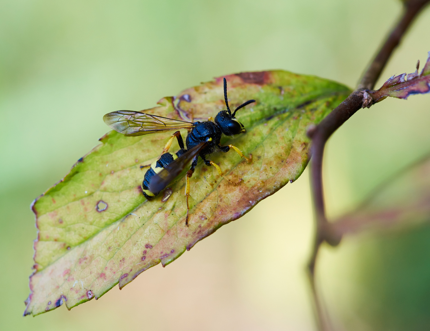 Bienenjagende Knotenwespe 