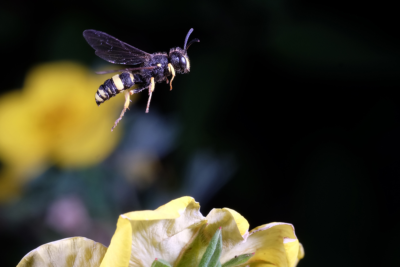 Bienenjagende Knotenwespe