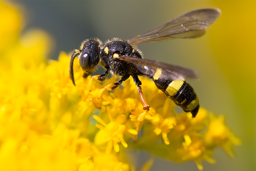 Bienenjagende Knotenwespe